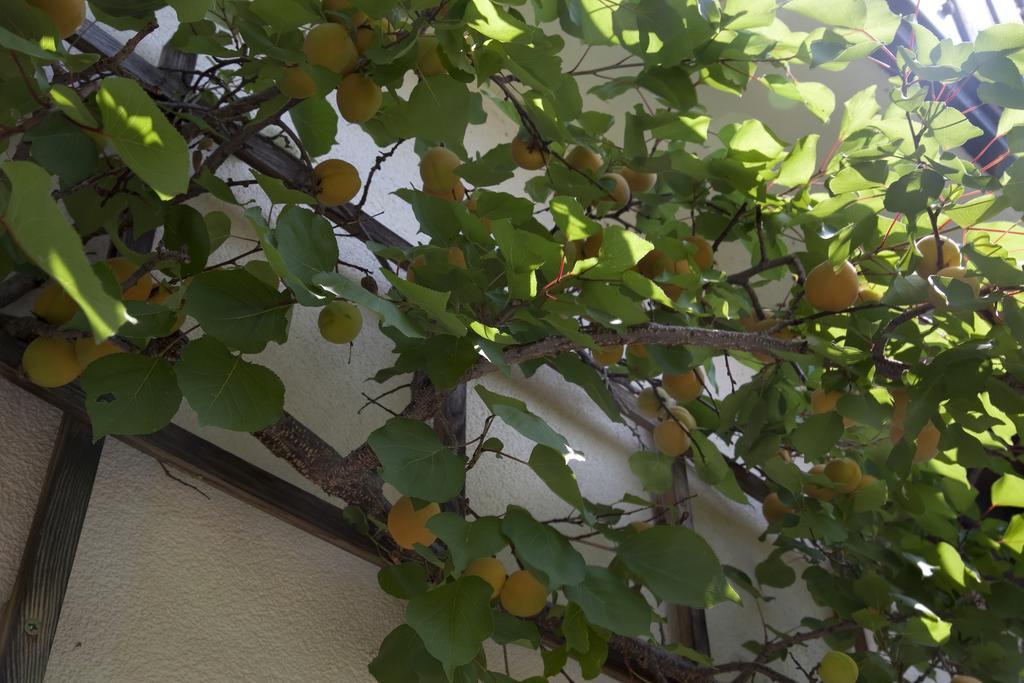Gaestehaeuser Anni Ehrndorfer Ried im Innkreis Exterior foto